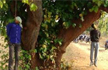 2 cattle traders thrashed and hanged from a tree in Jharkhand